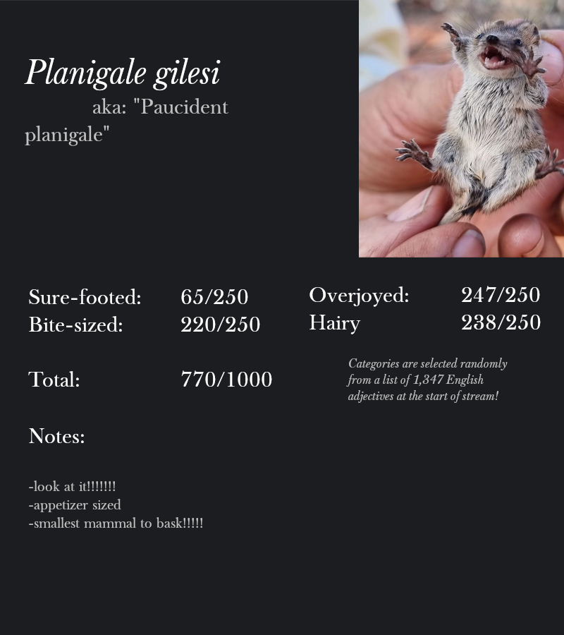 Planigale gilesi